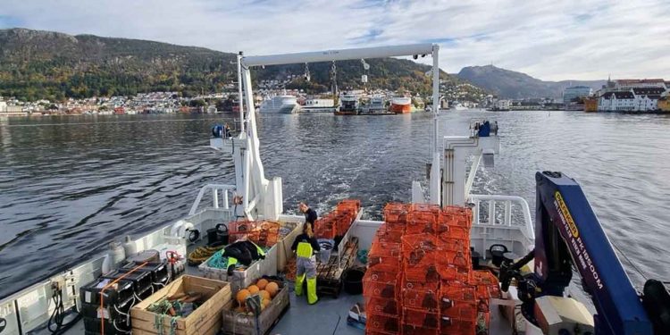 Forskerne på det norske Havforskningsinstitut behøvede ikke sejle langt for at undersøge lokale bestande af krabber og jomfruhummere ved Vestlandet. - Hi.no