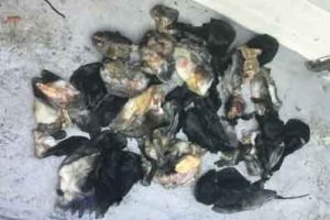 skambidte fisk - privatfoto