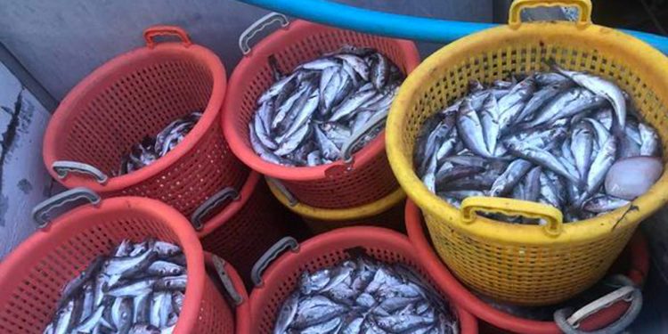 Den østjyske fisker fortæller, at han  efter et hummerfiskeri på 2 dage i Kattegat. Her havde han en bifangst på 200 kg kuller på mellem 10 til 15 cm - små levende kuller som loven nu kræver skal tages med i havn til destruktion.  foto: Ejner Thomassen 