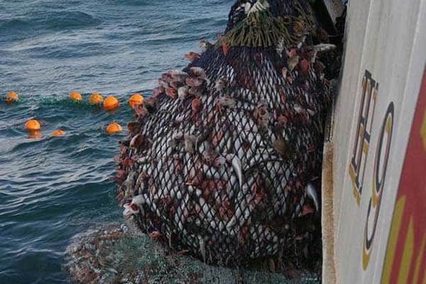 Read more about the article Kulleren – Beskyttet af torsk