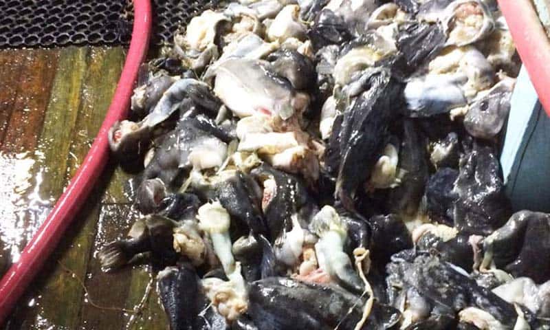 Read more about the article Frustrationen stiger: kystfiskernes økonomi ødelægges i takt med sælernes hærgen