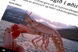 Færøske hummerfiskere raser: Fiskeopdræt truer vores levebrød