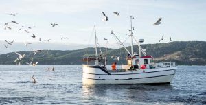 Selvom den vandrende skrei stadig samler sig i store mængder ved Lofoten, viser de nye data, at kysttorsken opererer i et væld af små, lokale gydepladser uden klare fællestræk.
  foto: Erlend A Lorentzen Hi.no