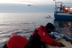 Kystfiskere skal til foråret kigge på overlevelsen af mindre torsk ved genudsætning