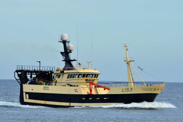 Read more about the article Malle lander godt 83 tons fisk i Thyborøn
