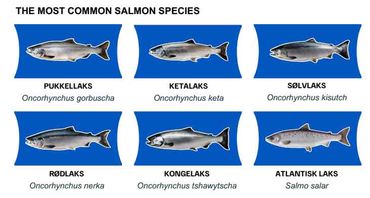 Rapporten viser tydeligt, at hvis valget af laks var uafhængigt af faktorer som pris og tilgængelighed, ville danskerne i høj grad foretrække vildlaks (60%). foto: msc