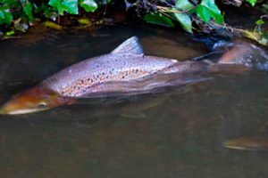 Opgangen af laks i Skjern Å i 2024 er estimeret til kun 2.719 laks, et drastisk fald på 64 procent sammenlignet med 2022, hvor tallet var 7.553 laks. Undersøgelser fra DTU Aqua viser, at laksebestanden nu for andet år i træk er i tilbagegang. foto: Fiskepleje