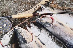 Forbud mod kommercielt laksefiskeri for Grønland og Færøerne fortsætter. Foto: Laksefiskeriet får udstrakt hånd de næste 12 år - FiskerForum.dk