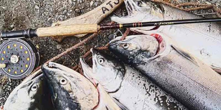 Forbud mod kommercielt laksefiskeri for Grønland og Færøerne fortsætter. Foto: Laksefiskeriet får udstrakt hånd de næste 12 år - FiskerForum.dk