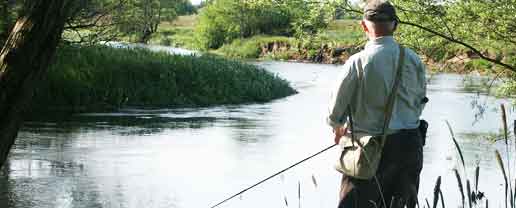 Den atlantiske laks er fredet i de største vest- og sønderjyske vandløb, og forvaltningen sker efter stramme regler baseret på lovgivning og biologisk viden.  foto: FiskerForum.dk 
