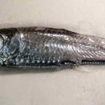 To af verdens mest talrige småfisk – laksesild og nordlig lysprikfisk – lever i bedste velgående i de dybe norske fjorde. Martin Wiech - hi.no