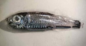 To af verdens mest talrige småfisk – laksesild og nordlig lysprikfisk – lever i bedste velgående i de dybe norske fjorde. Martin Wiech - hi.no