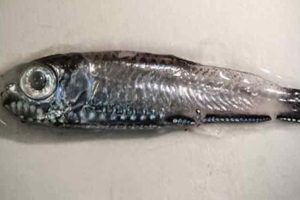 To af verdens mest talrige småfisk – laksesild og nordlig lysprikfisk – lever i bedste velgående i de dybe norske fjorde. Martin Wiech - hi.no