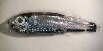 To af verdens mest talrige småfisk – laksesild og nordlig lysprikfisk – lever i bedste velgående i de dybe norske fjorde. Martin Wiech - hi.no