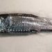 To af verdens mest talrige småfisk – laksesild og nordlig lysprikfisk – lever i bedste velgående i de dybe norske fjorde. Martin Wiech - hi.no