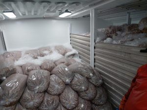 Et fiskeri der lige nu flytter sig nordpå - DTU