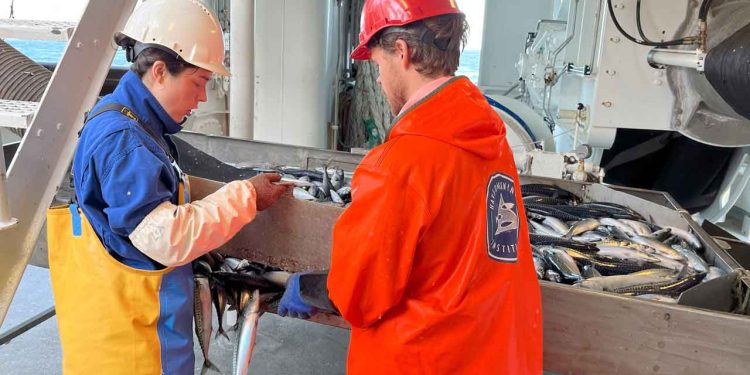 38 små laks på mellem 21 og 27 cm blev fanget i ét enkelt trawlhal. Forskerne ved endnu ikke, om det er atlanterhavs-laks eller den invasive pukkel-laks. Fisken er nu frosset ned til analyse.
  foto: Are Salthaug - HI