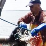 Krabber og konk supplerer kystfiskeriet godt  Foto: fra konkfiskeriet ombord på »Lilli Kirk«