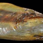 Den invasive art spreder sig eksplosivt, ødelægger økosystemer og tilstopper vigtig infrastruktur. Forskere advarer: »Når den først får fat, er den næsten umulig at stoppe.«. foto: Science.org