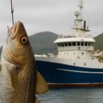 Kollafjørður på Færøerne har i den forgangne uge været centrum for betydelige landinger fra flere fryse- og linefartøjer. Både »Kambur« og »Stapin« har losset store laster af frossen fisk, primært torsk og kuller, efter togter i Nordatlanten. foto: Fiskerforum.dk