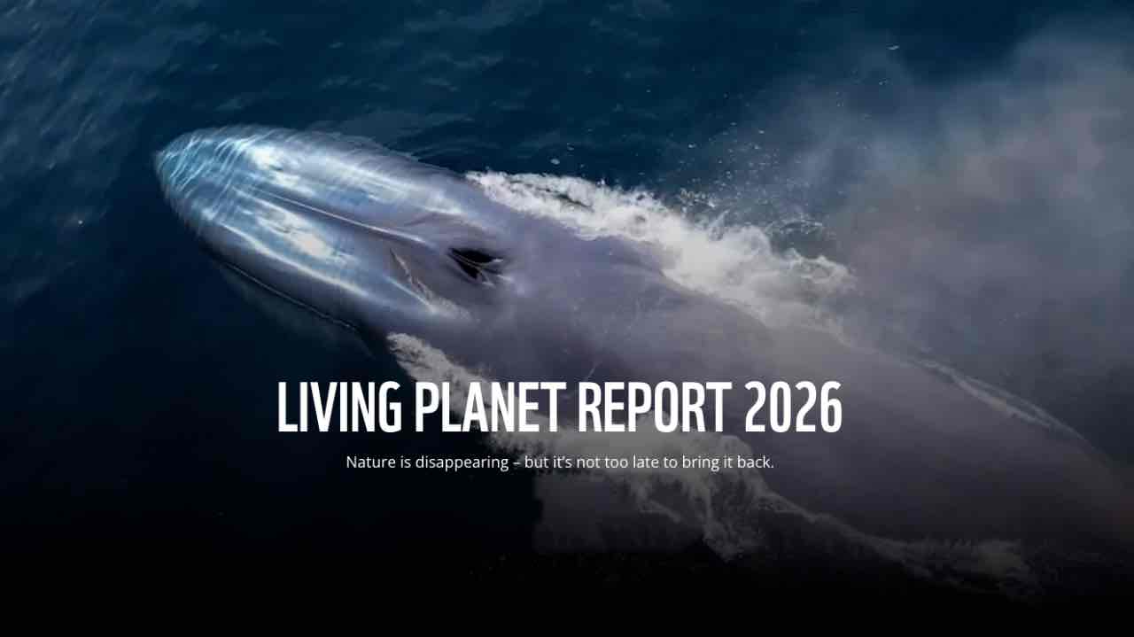 Read more about the article WWF peger på landbruget som primær årsag til naturens tilbagegang
