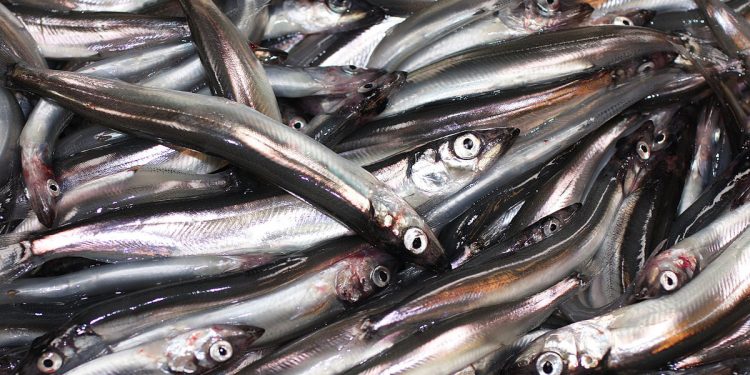 Færøerne: Loddefiskeriet er fortsat i god gænge foto: hi.no
