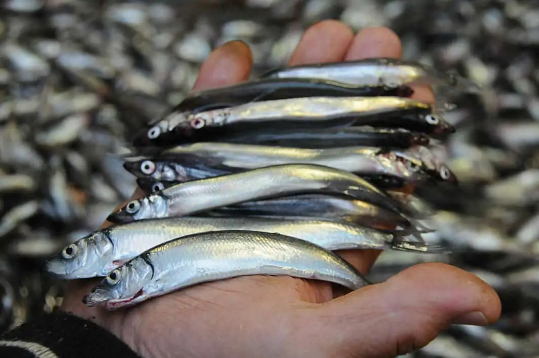 Read more about the article Den lille loddefisk mærker miljøændringer i havet længe før alle andre