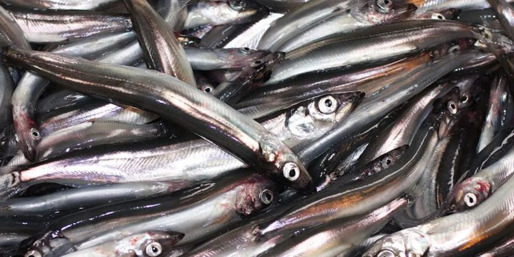Færøerne: Der landes store fangster af den »lodne« industrifisk. foto: FiskerForum.dk