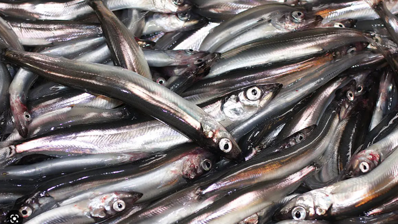 Read more about the article Færøerne: Der landes store fangster af den »lodne« industrifisk