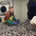 Lodde indsamles med trawl og undersøges i laboratoriet. Fra venstre ses Else Holm, Frøydis Rist og Pia Smit. Foto: Georg Skaret/Havforskningsinstituttet.
