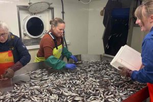 Lodde indsamles med trawl og undersøges i laboratoriet. Fra venstre ses Else Holm, Frøydis Rist og Pia Smit. Foto: Georg Skaret/Havforskningsinstituttet.