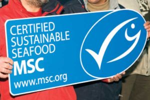 Dansk eksport af blåmuslinger fra Limfjorden fører til 100 procent MSC - certificering.  Foto: MSC