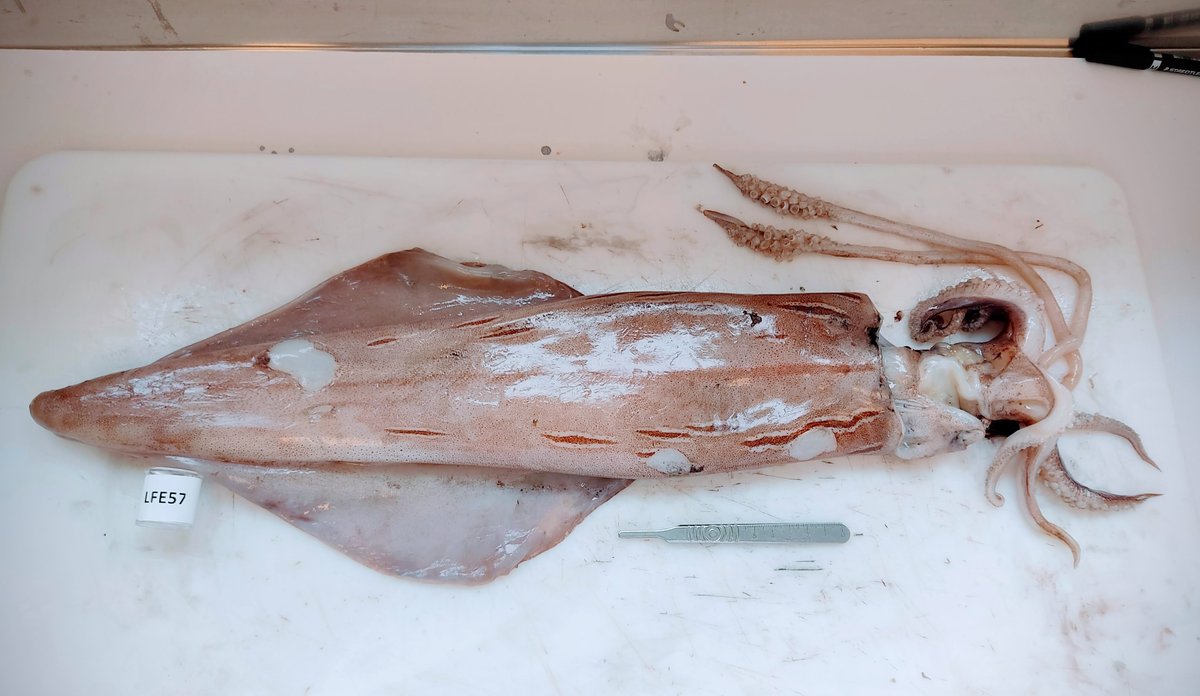 Read more about the article Forskere finder parasitter i blæksprutter: – Spis dem ikke rå