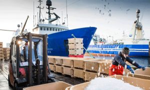 Den Islandske Fiskerikonflikt inde i en afgørende fase nu  Foto: Den Islandske fiskeindustri ligger fortsat stille og er endnu langt fra aktivitetsniveauet som på billedet - Londun - HB Grandi