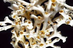 Lohpilia-koraller fra det norske Tisler-rev kan redde de sidste svenske koralrev foto: wikipeida