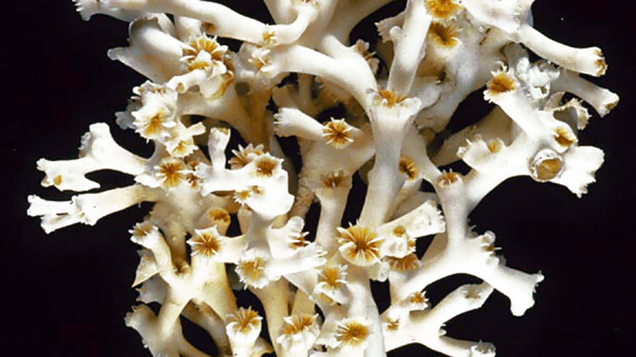 Read more about the article Lohpilia-koraller fra det norske Tisler-rev kan redde de sidste svenske koralrev