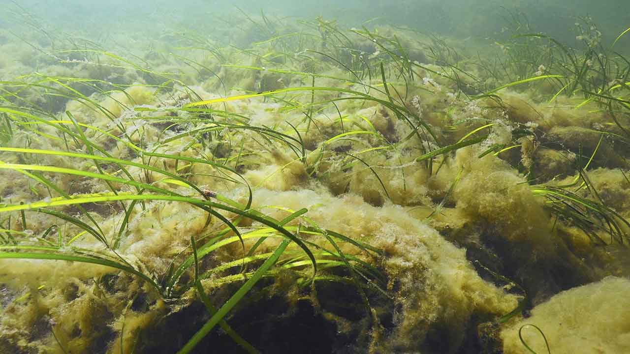Read more about the article Havbund dækket af slimede finttrådede brune og grønne alger – »lurv«