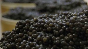 Sibirisk stør er en art, der i naturen betragtes som kritisk truet. Arten kan blive op til 60 år gammel og først gyde som 18-28-årig. På grund af overfiskeri, forurening og tab af levesteder er handelen med stør og deres rogn stramt reguleret af Washingtonkonventionen (CITES)