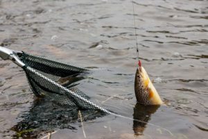 Nye initiativer skal give løft til lystfiskeri og turisme i Danmark