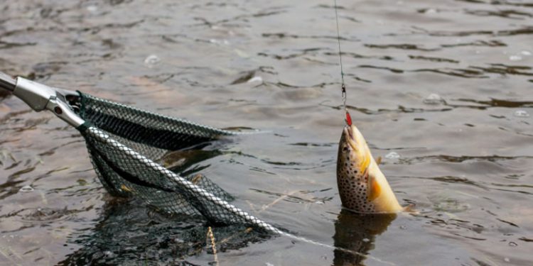 Nye initiativer skal give løft til lystfiskeri og turisme i Danmark