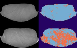 MR-bilder af fiskeprøver som er indfrosset ved minus 40 grader (øverst) og minus 20 grader (nederst). Analyser af bildene viser skadet væv i orange. (Foto: Kathryn Anderssen / Nofima)