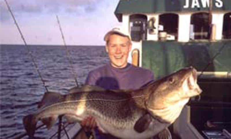 Read more about the article Tre til fem torsk om dagen slår lystfisketurismen i Øresund ihjel