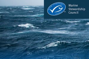 Atlanto-skandinaviske sild og blåhvilling mister deres blå MSC mærke fra nytår