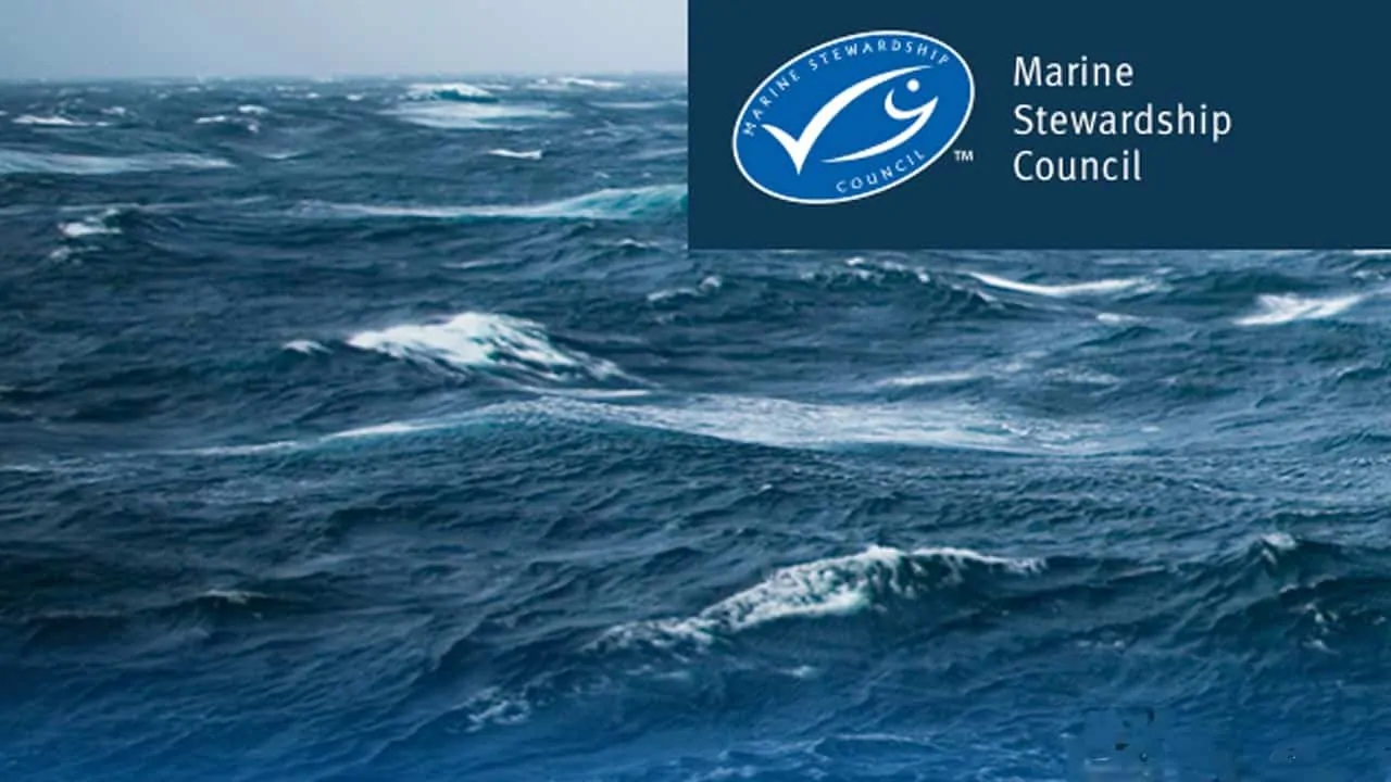 Read more about the article Atlanto-skandinaviske sild og blåhvilling mister deres blå MSC mærke fra nytår