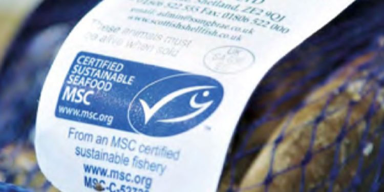 MSC: Trods kritik og missede 2020-mål ser det blå fiskemærke MSC fortsat lyst på fremtiden. foto: MSC