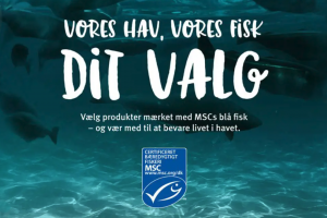 Både Coop og Forbrugerrådet har tillid til miljømærket med »den lille blå MSC fisk«, trods kritik arkivfoto: MSC