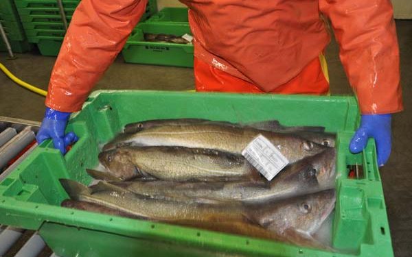 MSC fanget torsk fra Nordsøen