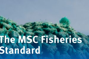 MSC´s bestyrelse har enstemmigt godkendt den nye fiskeristandard. foto: MSC
