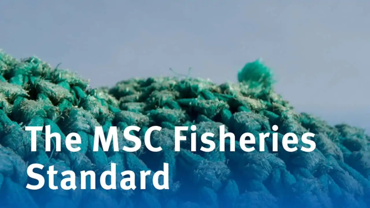 Read more about the article MSC´s bestyrelse har enstemmigt godkendt den nye fiskeristandard