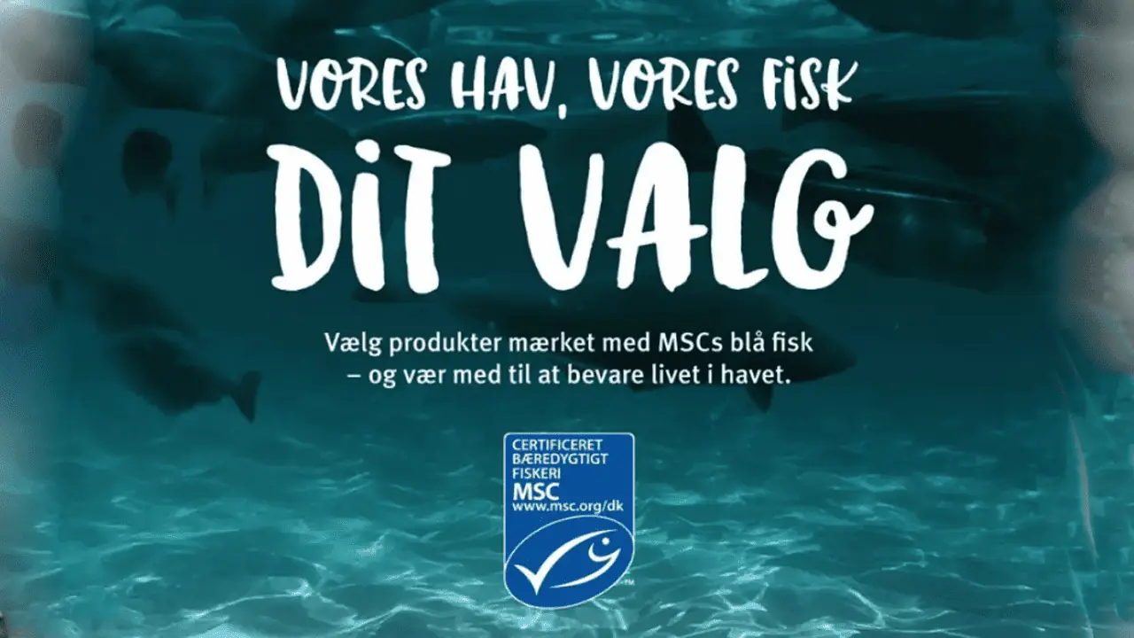 Read more about the article Både Coop og Forbrugerrådet har tillid til miljømærket med »den lille blå MSC fisk«, trods kritik